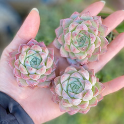 クィーンオブピーチ　韓国苗　エケベリア　多肉植物 3枚目の画像