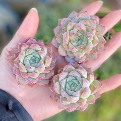 クィーンオブピーチ 韓国苗 エケベリア 多肉植物 多肉植物 クィーンオブピーチ 韓国苗 エケベリア 多肉植物 多肉植物
