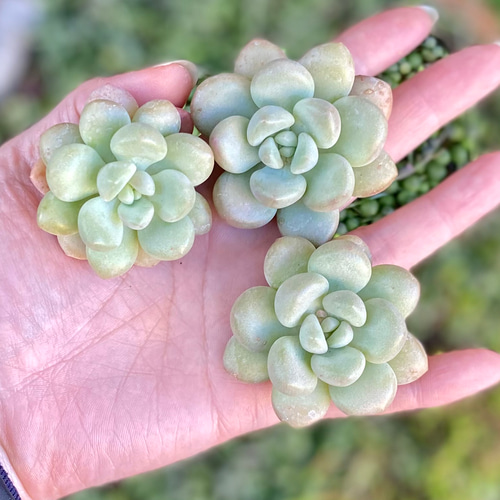 バブルガム 2株セット 韓国苗 エケベリア 多肉植物 多肉植物