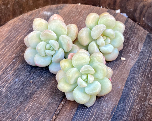 バブルガム 2株セット 韓国苗 エケベリア 多肉植物 多肉植物 プクニク