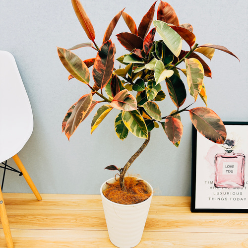 現品］17番 フィカスルビー 曲がり 8号 観葉植物 室内 おしゃれ ゴムの