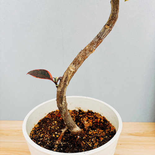 現品］17番 フィカスルビー 曲がり 8号 観葉植物 室内 おしゃれ ゴムの