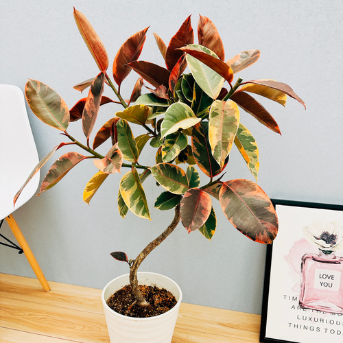 現品］17番 フィカスルビー 曲がり 8号 観葉植物 室内 おしゃれ ゴムの