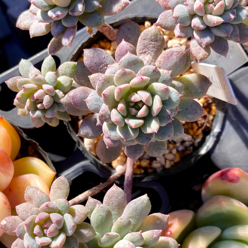 クリッシーNライアン 韓国苗 エケベリア 多肉植物 現品 多肉植物 