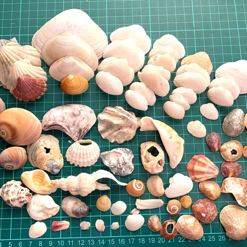 貝殻 Coluzea Groschi