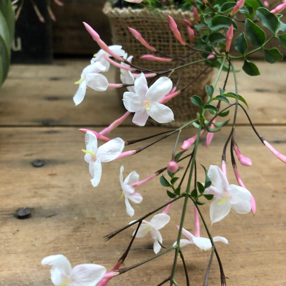 ハゴロモジャスミン♡3号♡真っ白な花♡ガーデニング♡観葉植物 9枚目の画像