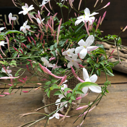 ハゴロモジャスミン♡3号♡真っ白な花♡ガーデニング♡観葉植物 15枚目の画像