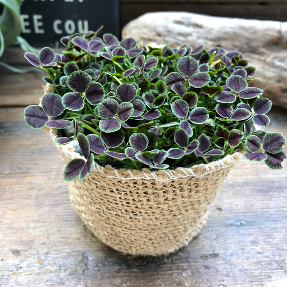 幸せのクローバー♡四つ葉のクローバー♡ガーデニング♡観葉植物♡ 5枚目の画像