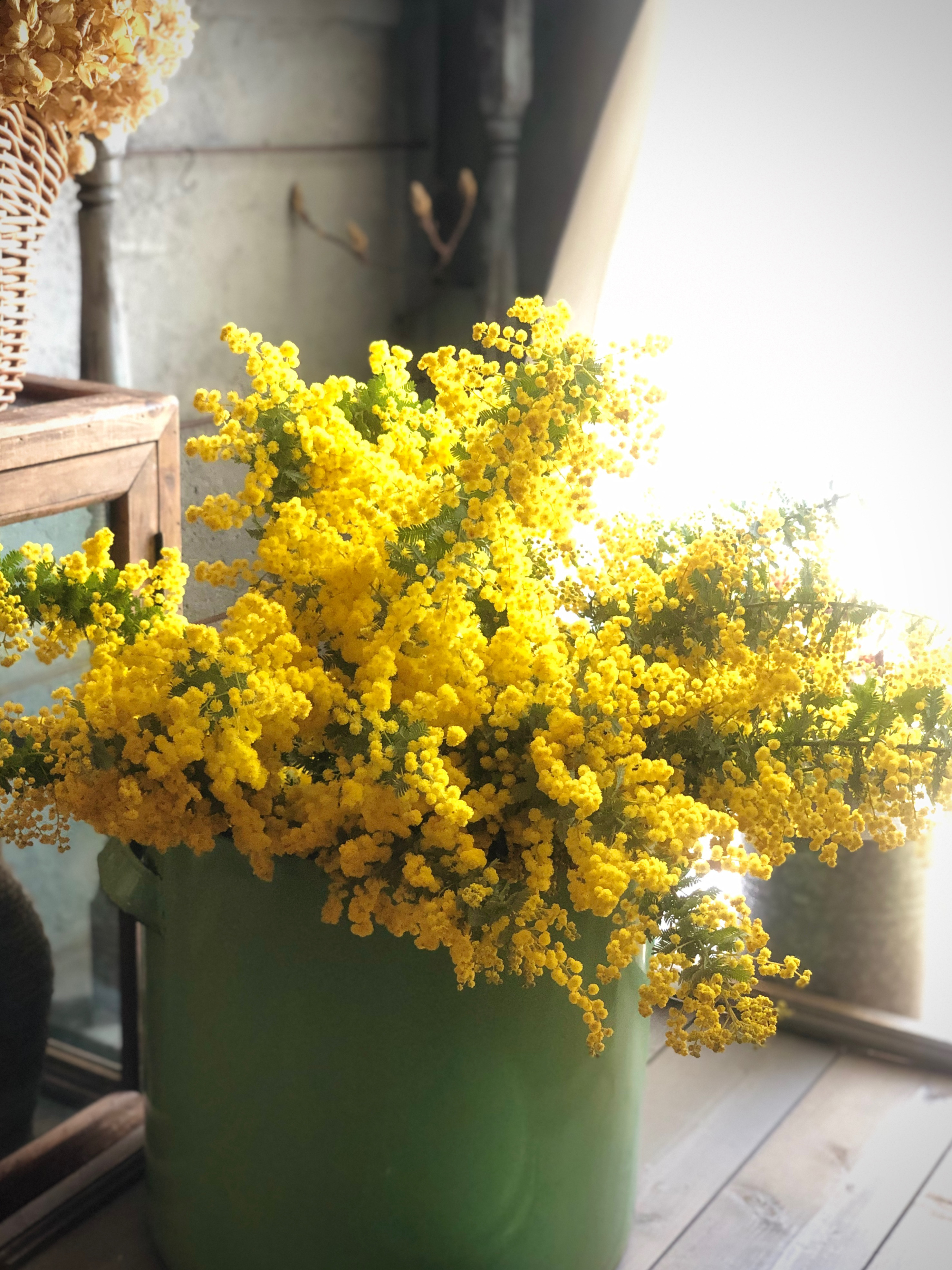 Hello Spring！たっぷりのフレッシュミモザ便 L ドライフラワー