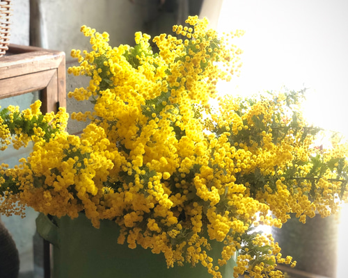 Hello Spring！たっぷりのフレッシュミモザ便 L ドライフラワー