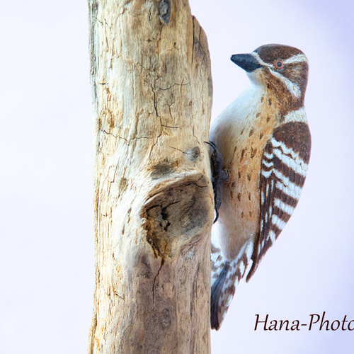 バードカービング(コゲラ)