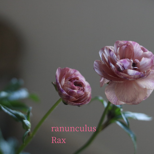 2POTセット❁¨̮毎年豪華に咲いてくれる︎✿ラナンキュラスラックス❁⃘