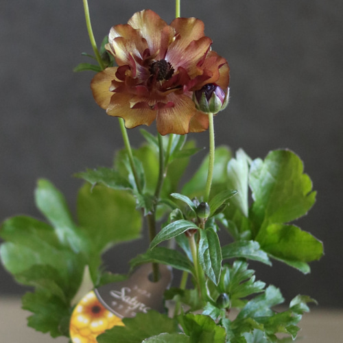 2POTセット❁¨̮毎年豪華に咲いてくれる︎✿ラナンキュラスラックス❁⃘