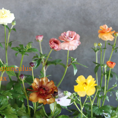 2POTセット❁¨̮毎年豪華に咲いてくれる︎✿ラナンキュラスラックス❁⃘
