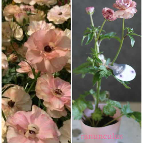 2POTセット❁¨̮毎年豪華に咲いてくれる︎✿ラナンキュラスラックス❁⃘