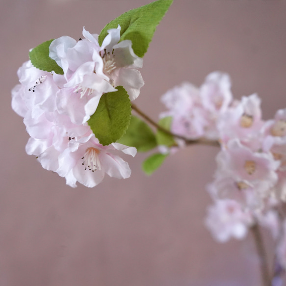 自宅でお花見 お水換え不要＊桜のウォーターアレンジ　マジカルウォーター　ひなまつり　桜ハンドメイド2024 3枚目の画像
