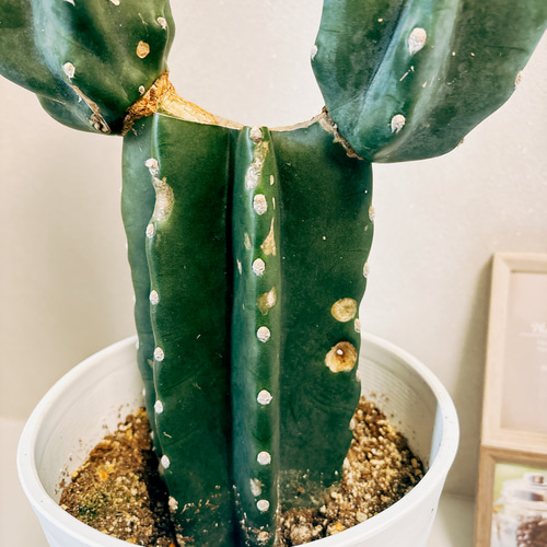 ［現品］8番　柱サボテン　鬼面角 3本立て　8号　観葉植物　多肉植物 現品］22番 柱サボテン 鬼面角 3本植え ブランチ 8号 観葉植物