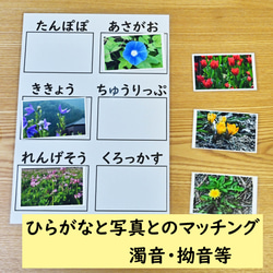 ひらがなの学習セット　ひらがなのマッチング　花の写真編　ひらがなを読む学習に 3枚目の画像