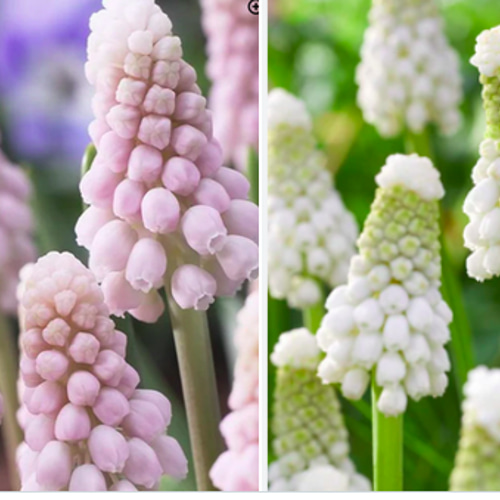 限定 冷蔵 アイス ムスカリ『ピンク サンライズ』２球 寄植え 水耕 栽培 ムスカリの寄せ植え☆ピンクサンライズ＆ホワイトスピア☆芽だし