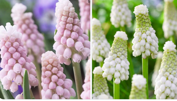 ムスカリの寄せ植え☆ピンクサンライズ＆ホワイトスピア☆芽だし