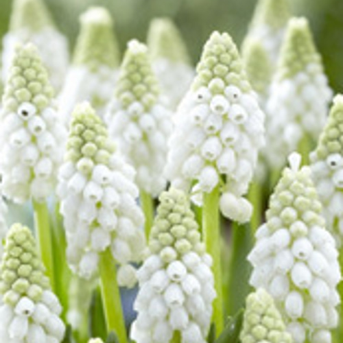 ムスカリの寄せ植え☆ピンクサンライズ＆ホワイトスピア☆芽だし