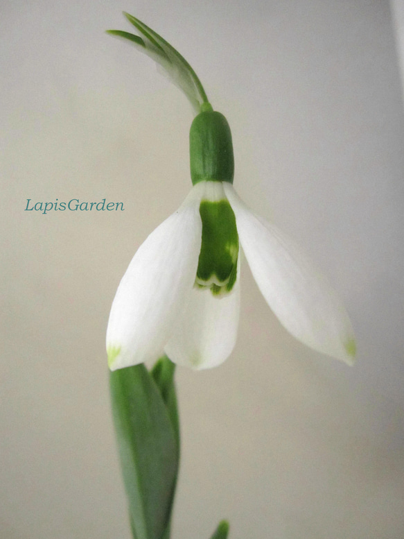 はなねこ 優良良質球根 八重咲きスノードロップ３０球 はなねこ様専用 優良良質球根 八重咲きスノードロップ30球 春を告げる