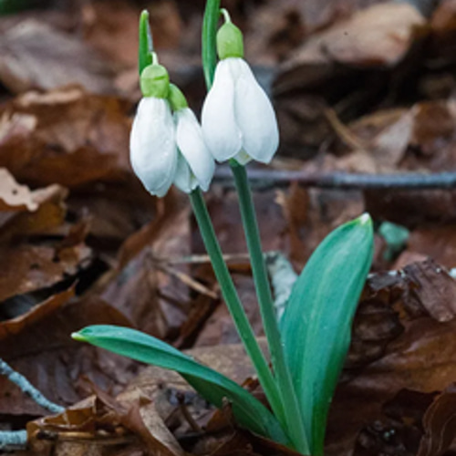 はなねこ様専用 優良良質球根 八重咲きスノードロップ30球 八重咲き