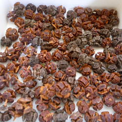 2025年10月収穫】ナンキンハゼの白い実 40g その他素材 pepe 通販