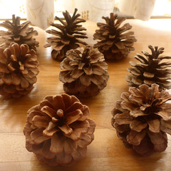 ジャンボ松ぼっくり 7個 その他素材 Karani 通販 15143002｜Creema