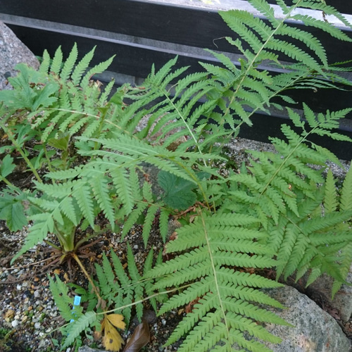 クサソテツ大株（13.5cmポット)（別名：コゴミ）：雑木の庭の下草の