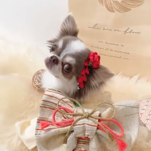 わんこの髪飾り＊椿の花＊着物 和装＊お正月 ひな祭り 七五三 ペット服