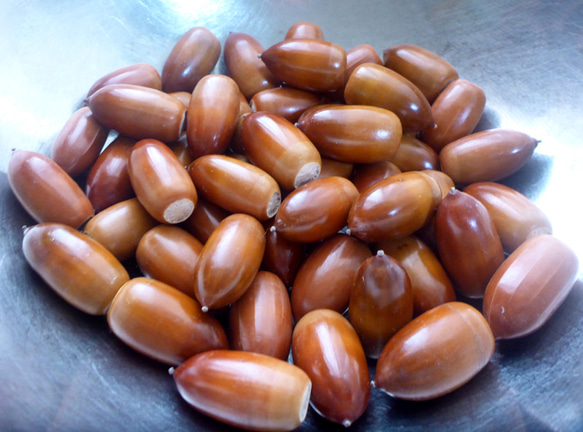 2025年収穫】砲弾型どんぐり（マテバシイ） 大サイズ20個 その他素材