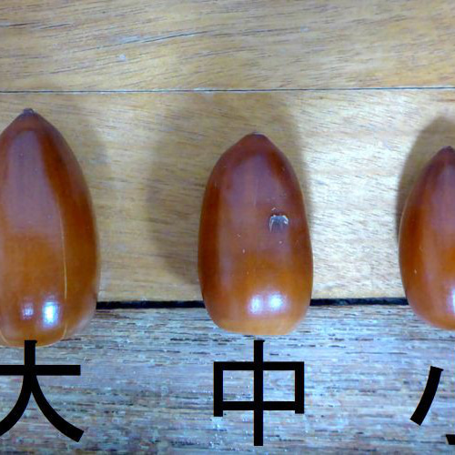 2025年収穫】砲弾型どんぐり（マテバシイ） 大サイズ20個 その他素材