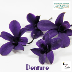 地球農場！永生花「Denfare 紫色 4 輪」Preza Denfare 花材植物標本室時尚 第1張的照片