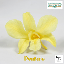 地球農場！永生花「Denfare Yellow 1 Flower」Preza Denfare 花材料植物標本室時尚 第1張的照片