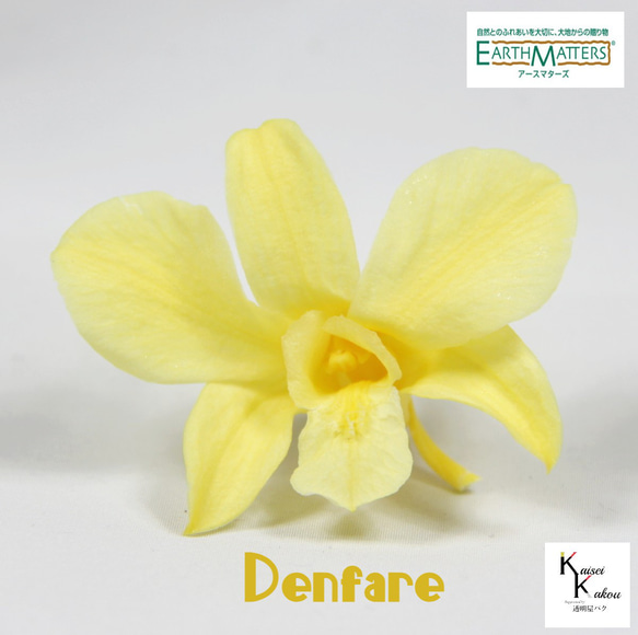 地球農場！永生花「Denfare Yellow 1 Flower」Preza Denfare 花材料植物標本室時尚 第1張的照片