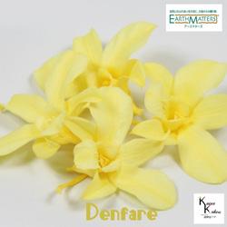 地球農場！永生花「Denfare Yellow 4 Wheels」Preza Denfare 花材植物標本室時尚 第1張的照片