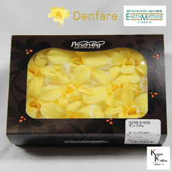 地球農場！永生花「Denfare Yellow 8 Flowers」Preza Denfare 花材植物標本室時尚 第1張的照片