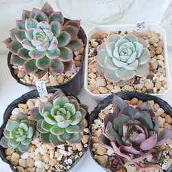 このか様♡専用ページ♡計4点♡多肉植物 714933639e634ef50ec13a23bd608f