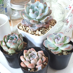 シルベーヌ様　多肉植物棚　TG-WNS1 シルベーヌ様 多肉植物棚 TG-WNS1 シルベーヌ様多肉植物棚TG-WNS1