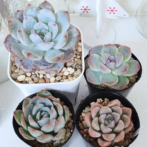 多肉植物 エケベリア おまかせセット 10種類 セット 観葉植物