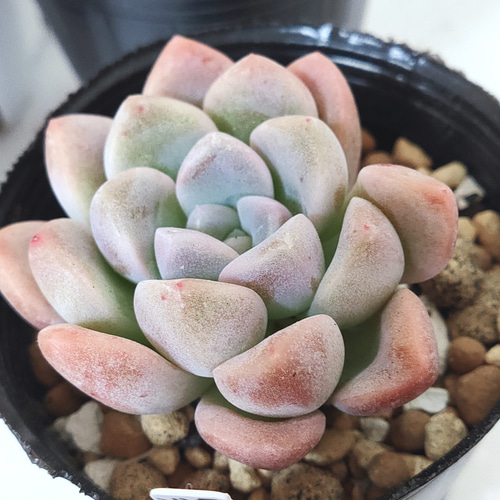 多肉植物 (微根) 4苗セット 多肉植物 エケベリアSKETCH 通販 17122961