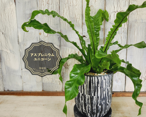アスプレニウム ユニコーン　観葉植物 97297d96a487d5a2fffbd95c948746