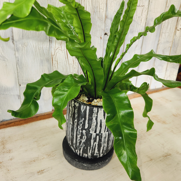 観葉植物　アスプレニウム ユニコーン 4枚目の画像