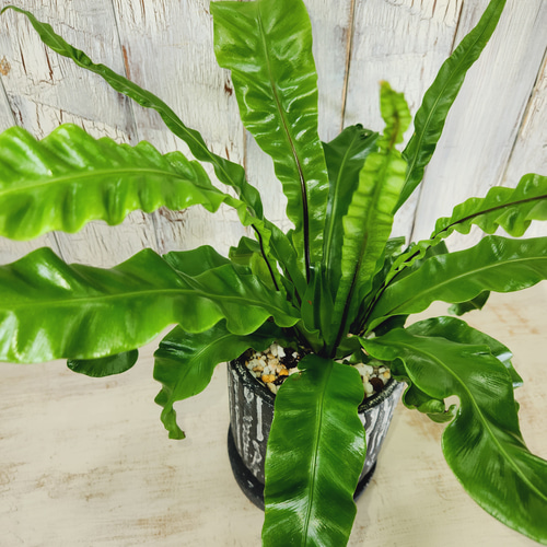 観葉植物 アスプレニウム ユニコーン その他インテリア雑貨 陽華園