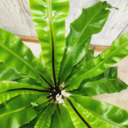 アスプレニウム ユニコーン　観葉植物 アスプレニウム・ユニコーン I インドアプランツ I プラントソサエティ
