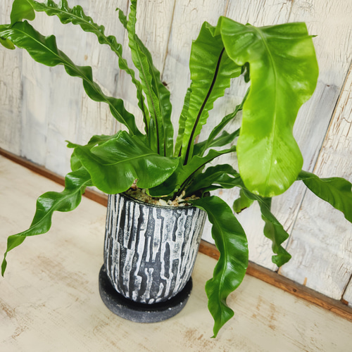 観葉植物 アスプレニウム ユニコーン その他インテリア雑貨 陽華園