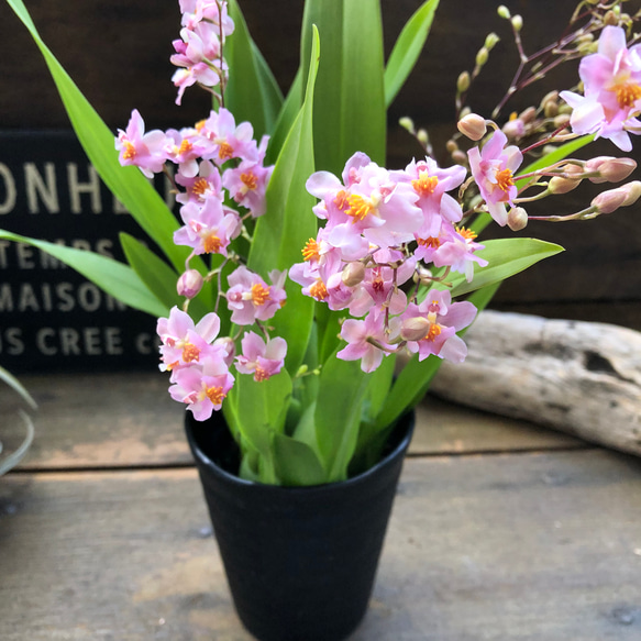 ピンク花♡バニラの香り♡トゥインクルフレグランスファンタジー♡オンシジューム♡観葉植物 2枚目の画像