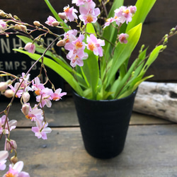 ピンク花♡バニラの香り♡トゥインクルフレグランスファンタジー♡オンシジューム♡観葉植物 4枚目の画像