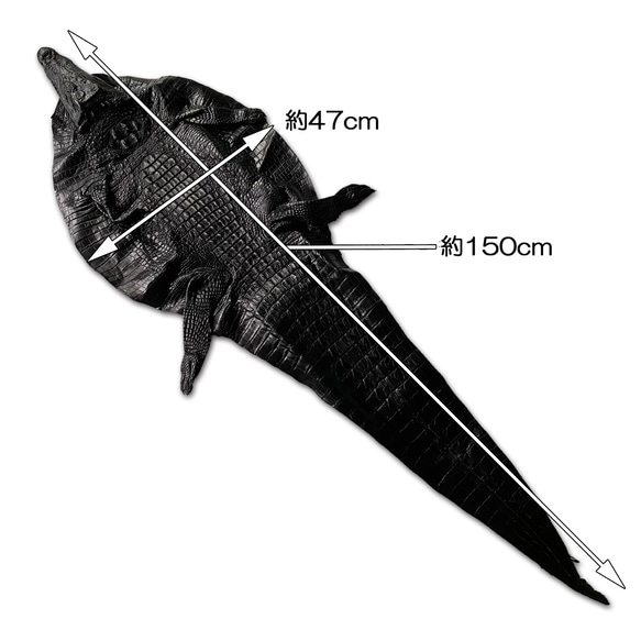 希少 超特大 クロコダイル  横約47ｃｍ×縦約150cｍ 頭付き ワニ革 ホーンバック (背革) レザー 一枚革 6枚目の画像